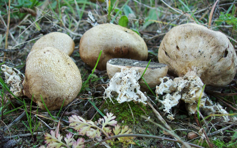 Scleroderma da determinare.